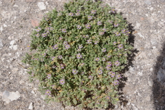 Spergularia bocconei