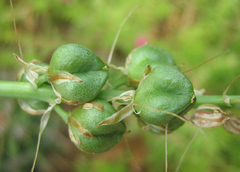 Albuca virens image