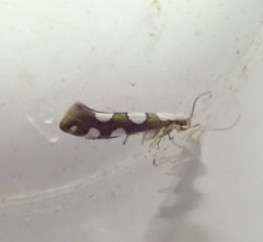 Argyresthia brockeella