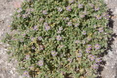 Spergularia bocconei