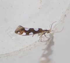 Argyresthia brockeella