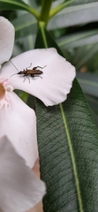 Oedemera flavipes