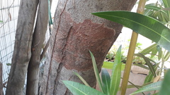 Septobasidium orbiculare