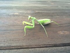 Sphodromantis viridis