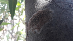 Septobasidium orbiculare