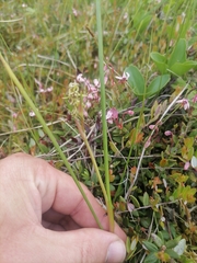 Scheuchzeria palustris