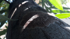 Septobasidium orbiculare