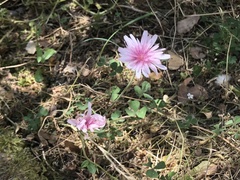 Crepis rubra