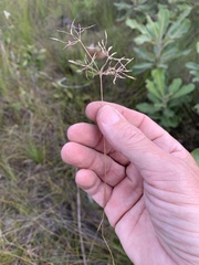 Fimbristylis cinnamometorum