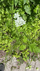 Chaerophyllum temulum