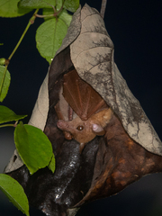 Macroglossus minimus