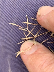 Fimbristylis cinnamometorum