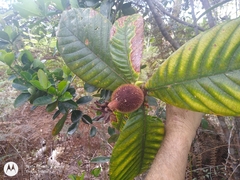 Duroia