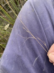 Aristida warburgii
