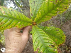 Duroia