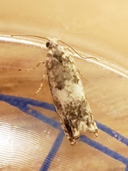 Epinotia subocellana