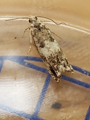 Epinotia subocellana