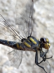 Cordulegaster trinacriae