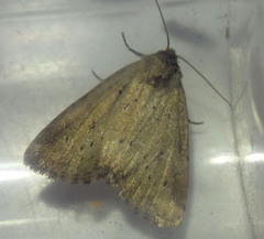 Photedes minima