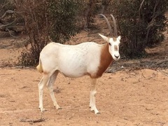 Oryx dammah