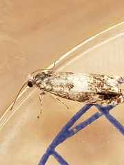 Epinotia subocellana