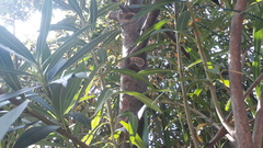 Septobasidium orbiculare