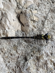 Cordulegaster trinacriae