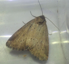 Photedes minima
