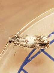 Epinotia subocellana