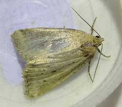 Photedes minima