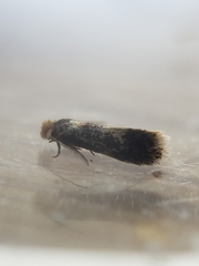 Monopis weaverella