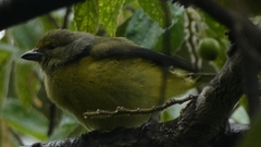 Euphonia affinis