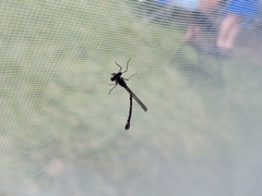 Chromagrion conditum