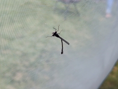 Chromagrion conditum