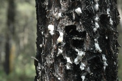 Marchalina hellenica