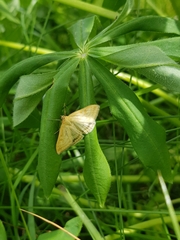 Sitochroa verticalis