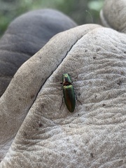 Nitidolimonius resplendens