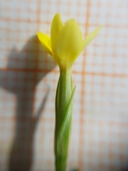 Centaurium maritimum