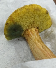 Xerocomus subtomentosus