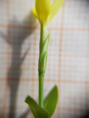 Centaurium maritimum
