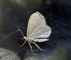 Euchoeca nebulata