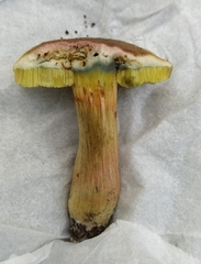 Xerocomus subtomentosus