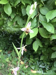 Ophrys apifera