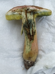 Xerocomus subtomentosus