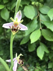 Ophrys apifera