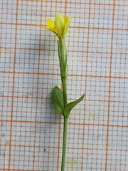 Centaurium maritimum