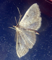 Anania perlucidalis