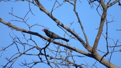 Saltator fuliginosus