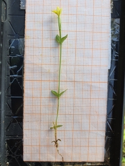 Centaurium maritimum