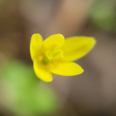 Centaurium maritimum